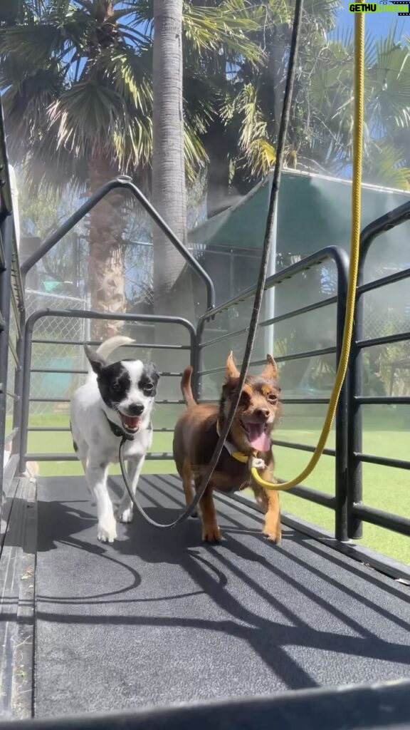 Cesar Millan Instagram - Spot & Minnie walking on the Treadmill at the ranch! 🐕🐕 Calm Vibes & Confident Strides ❤️ How are you exercising with your pack today? 🎥: @its_a_mistryy #betterhumansbetterplanet