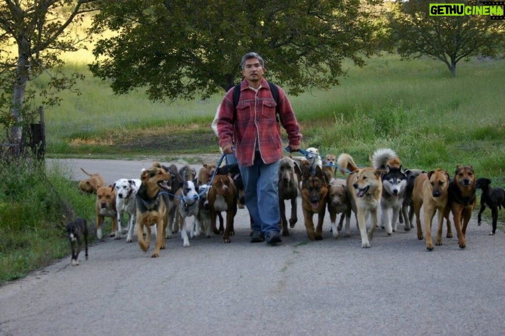 Cesar Millan Instagram - National Walk Your Dog Day 🐕 One of the best ways to love your dog is to take them for a LONG walk. Remember it is exercise, discipline, and affection. Where are you going for your walk today? #betterhumansbetterplanet • • • Día Nacional de Pasear a tu Perro 🐕 Una de las mejores maneras de amar a tu perro es llevarlo a dar un LARGO paseo. Recuerda que es: Ejercicio, disciplina y cariño. ¿Adónde vas a caminar hoy? #mejoreshumanosmejorplaneta