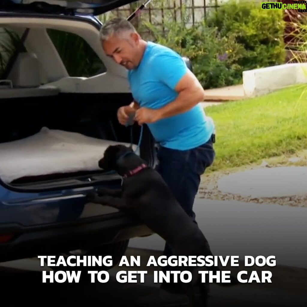 Cesar Millan Instagram - In this Cesar911 episode, I meet Misty, an aggressive dog. I assess and evaluate if this dog is actually aggressive or instead insecure. I also teach Misty how to get inside of a car correctly. It is all about TRUST. Remember to always lead with a calm confident energy. LINK in BIO to our Youtube Channel! 🔗 Learn more @trainingcesarsway #dogtraining #dog #cesarmillan