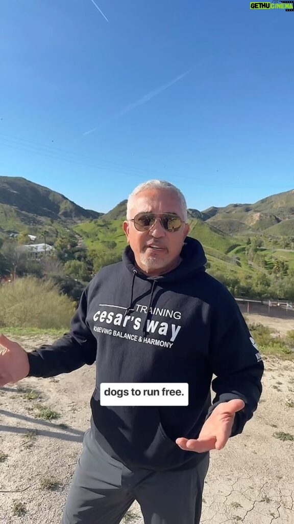Cesar Millan Instagram - Sunday Surrender (TikTok Live Edition) - Dreams 💭 I want to show people that even if your dreams sound big and crazy you can accomplish it. Find out the story of how the DPC came to be! A short snippet from our TikTok Lives at the Ranch where we answer your questions! Follow me on TikTok to see when we go LIVE next! #betterhumansbetterplanet