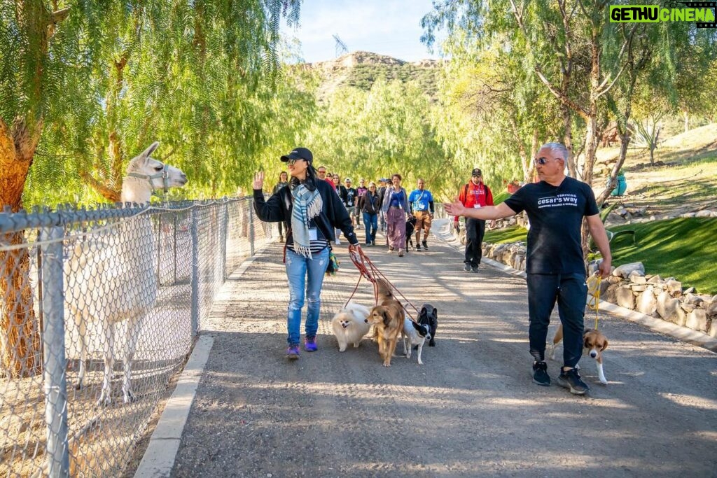 Cesar Millan Instagram - TRAINING CESAR’S WAY IS BACK AT THE RANCH 🎉 We are so happy. The Pack is ready. ❤ Let’s get together to make this world a better planet by bettering the way we connect with our dogs. 🐕 Visit the Link in my bio to REGISTER! #trainingcesarsway #betterhumansbetterplanet