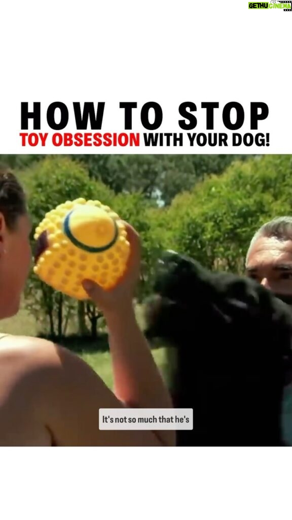 Cesar Millan Instagram - How to Stop Toy Obsession with Your Dog! 🐕 Remember it is important to be aware of what behavior you are rewarding! Clip from my Leader of the Pack Episode on Cesar’s YouTube Channel! #trainingtiptuesday #betterhumansbetterplanet