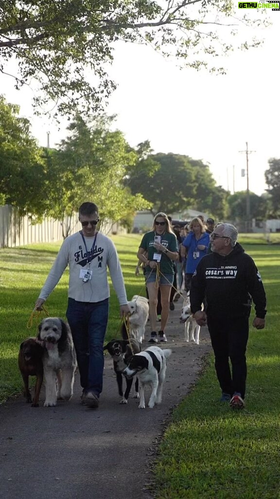 Cesar Millan Instagram - We can be magician to our dogs, abracadabra your fear is gone! 🪄 #mondaymotivation #betterhumansbetterplanet #trainingcesarsway