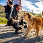 Cesar Millan Instagram – TRAINING CESAR’S WAY IS BACK AT THE RANCH 🎉

We are so happy. The Pack is ready. ❤️

Let’s get together to make this world a better planet by bettering the way we connect with our dogs. 🐕 

Visit the Link in my bio to REGISTER!

#trainingcesarsway #betterhumansbetterplanet