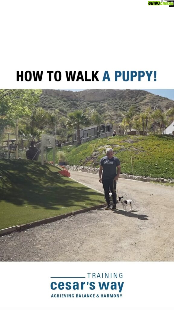 Cesar Millan Instagram - One of our most popular training tips! 📚 How to walk a puppy! 🐶 What are some new dog training tips you would like to learn in the New Year! #dog #dogtraining #cesarmillan