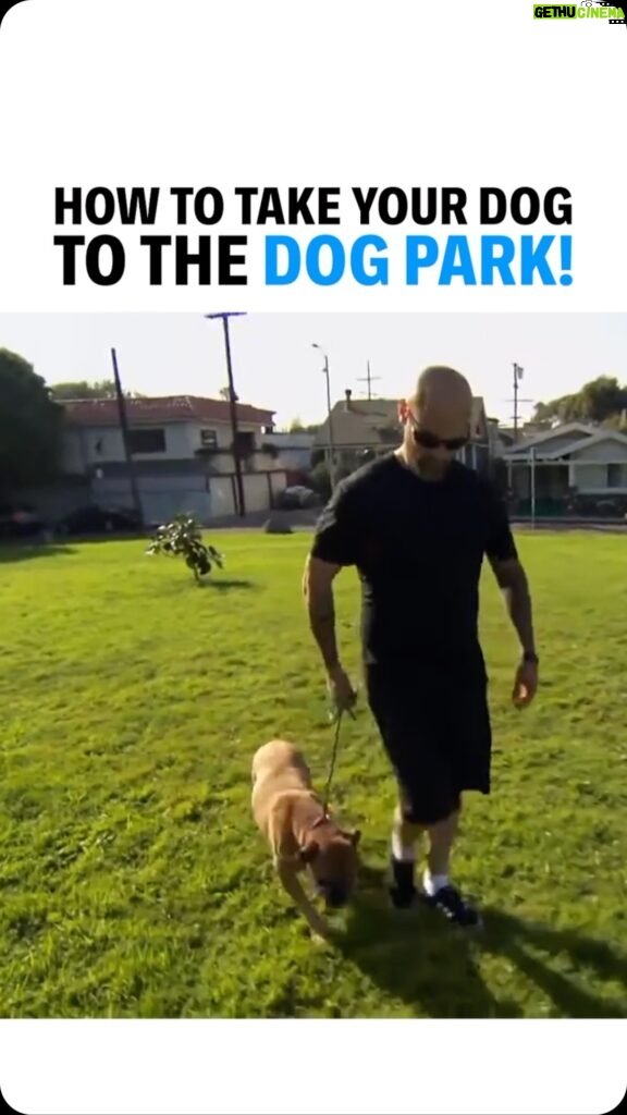 Cesar Millan Instagram - How To Take Your Dog To The Dog Park 🐕 It is important to be aware of how our energy transfers to our dogs through the leash! Remember Calm Confidence is the Key! 🔑 #dog #dogtraining