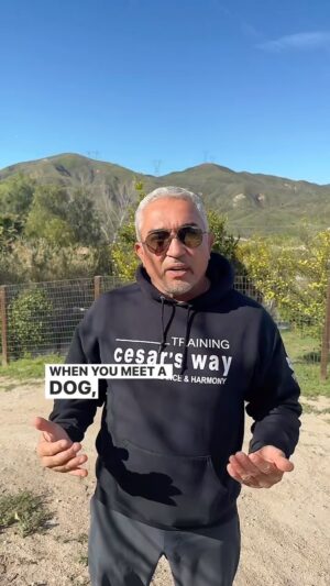 Cesar Millan Thumbnail - 35.1K Likes - Top Liked Instagram Posts and Photos