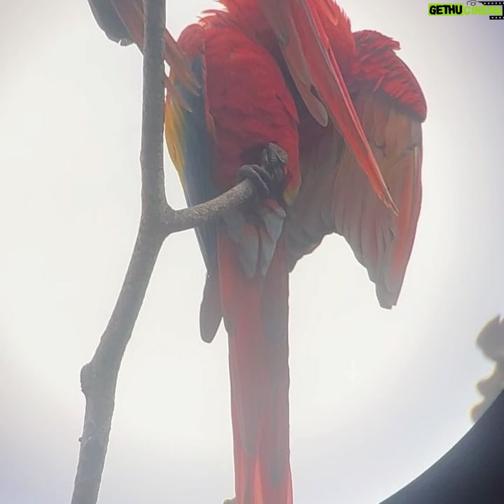 Chelsea Peretti Instagram - 🥰❤️Things I saw in #costarica #puravida #protectourrainforests Astounding!