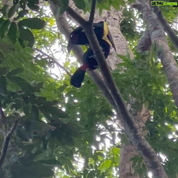 Chelsea Peretti Instagram - 🥰❤️Things I saw in #costarica #puravida #protectourrainforests Astounding!