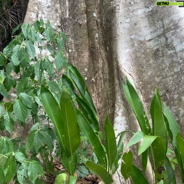 Chelsea Peretti Instagram - 🥰❤️Things I saw in #costarica #puravida #protectourrainforests Astounding!