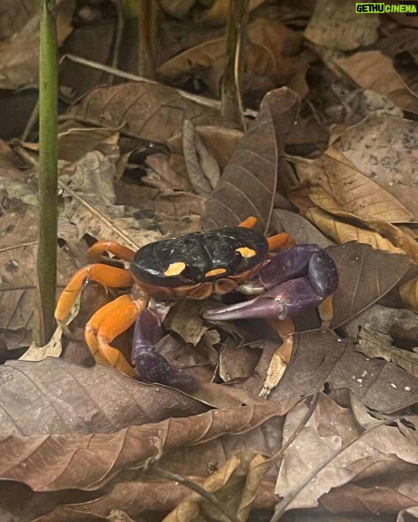 Chelsea Peretti Instagram - 🥰❤️Things I saw in #costarica #puravida #protectourrainforests Astounding!