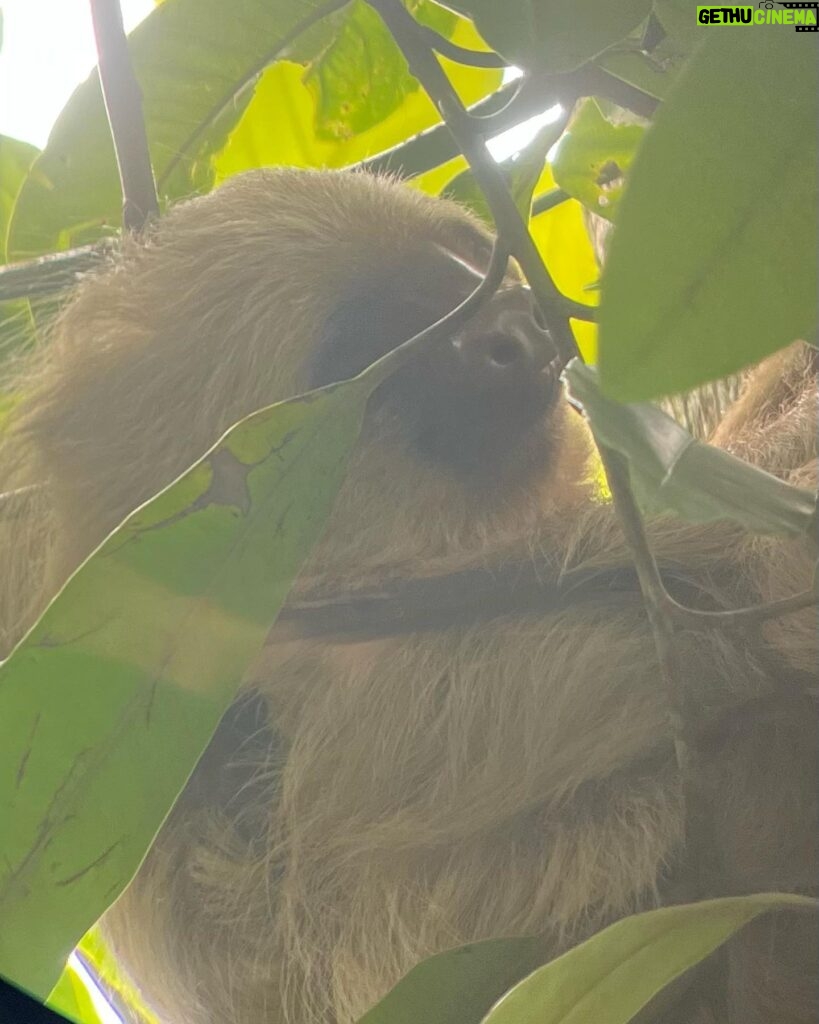 Chelsea Peretti Instagram - 🥰❤️Things I saw in #costarica #puravida #protectourrainforests Astounding!