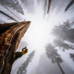 Chris Burkard Instagram – Assistants are often the least appreciated part of the job. On this last assignment for @natgeo books we photographed 3 National Parks and logged countless miles over the course of a week. With heavy camera gear we tried to bring to life a slightly different take on some commonly photographed places.  @jeffreybrundage & @mitchellquiring brought to the table such a strong work ethic on this trip often going out alone at night to set up a time lapse for hours or hike into the desert before sunrise for a shot a top a sand dune while I was setting out for my own angle. Beyond just great camera skills, having someone with you that has years of Search & Rescue training is a perk when you are working on a job in the remote backcountry and often “trail” less backcountry. 

This trip was one I’ll never forget. Thanks fellas

* this angle was shot near ground level with a fisheye lens to bring to life the distorted perspective of trees encroaching upon the entire frame.