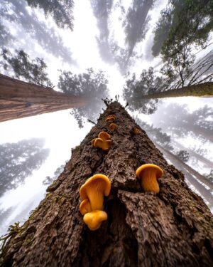 Chris Burkard Instagram - There’s an unmistakable magic at the foot of these Giant Sequoias… that comes with 3000 years of age, wisdom with such a large amount of life lived. It makes our lifespan seem like a blip in comparison and I often wonder about all that’s happened underneath their branches. This time it happened to be an assignment for @natgeo capturing these beautiful trees in Sequoia & Kings Canyon National Park. We’re fortunate to have these intentional places to preserve the older parts of the world that are sometimes forgotten but encourage a healthy state of wonder & calm