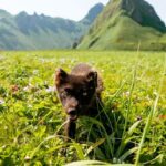 Chris Burkard Instagram - 2019, Kuril Islands, Ushishir Despite exploring some of the most spectacular (and arguably some of the hardest to access) islands, hiking up sweeping Calderas, witnessing the tail end of a volcanic eruption & a pod of orcas, one of the most memorable moments of the expedition was this encounter with a fearless little arctic fox who came over to our camp & spent about an hour sniffing our bags and walking around us… maybe not his first human encounter but certainly he didn’t seem threatened. He seemed genuinely unbothered by our presence and we were happy to let him wander around so long as he didn’t eat any of our food. I was struck by his curiosity and willingness to walk right next to us… a reminder that it’s sometimes worth taking an hour or two in a place to pause and allow nature to resume around you. The small details are often as beautiful as the large ones… you just have to take a moment to notice them.