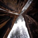 Chris Burkard Instagram - There’s an unmistakable magic at the foot of these Giant Sequoias… that comes with 3000 years of age, wisdom with such a large amount of life lived. It makes our lifespan seem like a blip in comparison and I often wonder about all that’s happened underneath their branches. This time it happened to be an assignment for @natgeo capturing these beautiful trees in Sequoia & Kings Canyon National Park. We’re fortunate to have these intentional places to preserve the older parts of the world that are sometimes forgotten but encourage a healthy state of wonder & calm