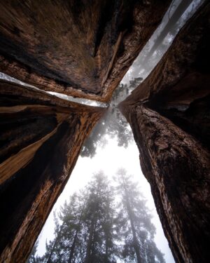 Chris Burkard Instagram - There’s an unmistakable magic at the foot of these Giant Sequoias… that comes with 3000 years of age, wisdom with such a large amount of life lived. It makes our lifespan seem like a blip in comparison and I often wonder about all that’s happened underneath their branches. This time it happened to be an assignment for @natgeo capturing these beautiful trees in Sequoia & Kings Canyon National Park. We’re fortunate to have these intentional places to preserve the older parts of the world that are sometimes forgotten but encourage a healthy state of wonder & calm