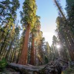 Chris Burkard Instagram - There’s an unmistakable magic at the foot of these Giant Sequoias… that comes with 3000 years of age, wisdom with such a large amount of life lived. It makes our lifespan seem like a blip in comparison and I often wonder about all that’s happened underneath their branches. This time it happened to be an assignment for @natgeo capturing these beautiful trees in Sequoia & Kings Canyon National Park. We’re fortunate to have these intentional places to preserve the older parts of the world that are sometimes forgotten but encourage a healthy state of wonder & calm
