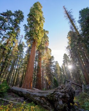 Chris Burkard Instagram - There’s an unmistakable magic at the foot of these Giant Sequoias… that comes with 3000 years of age, wisdom with such a large amount of life lived. It makes our lifespan seem like a blip in comparison and I often wonder about all that’s happened underneath their branches. This time it happened to be an assignment for @natgeo capturing these beautiful trees in Sequoia & Kings Canyon National Park. We’re fortunate to have these intentional places to preserve the older parts of the world that are sometimes forgotten but encourage a healthy state of wonder & calm