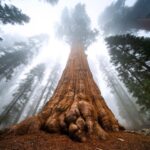 Chris Burkard Instagram - The forest undergoes transformation as the sun dips behind the mountains and stars replace the blue skies. Taking a moment to be quiet and allow the sounds of wildlife to resume and being disturbed by your presence really gives you a window into the vast amount of life in this particular ecosystem. Last fall, I was fortunate enough to spend an evening underneath these giants, documenting them in all conditions during an assignment for @natgeo … sometimes those type of nights camping in the truck eating freeze dried food are the best… keeping you a little more connected to the nature you’re out to document and open to immersing yourself in special place like this one.