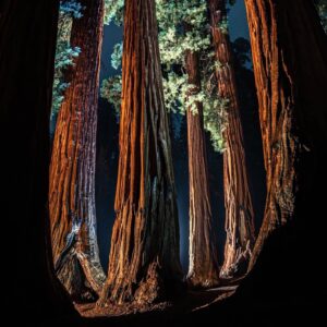 Chris Burkard Instagram - The forest undergoes transformation as the sun dips behind the mountains and stars replace the blue skies. Taking a moment to be quiet and allow the sounds of wildlife to resume and being disturbed by your presence really gives you a window into the vast amount of life in this particular ecosystem. Last fall, I was fortunate enough to spend an evening underneath these giants, documenting them in all conditions during an assignment for @natgeo … sometimes those type of nights camping in the truck eating freeze dried food are the best… keeping you a little more connected to the nature you’re out to document and open to immersing yourself in special place like this one.