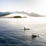 Chris Burkard Instagram - I’m not a wildlife photographer - I leave that to my good friends @paulnicklen & @mitty who’ve spent many years & countless hours perfecting the craft… but occasionally, if I’m lucky, an animal gets in the way of my camera. To me, whales cresting the ocean’s surface remains as one of the more special human experiences. The two orcas shown above swam just off the shores of the Kurils - a chain of islands located between Russia and Japan. Besides the sound of disturbed seagulls and the creaking of our boat, all outside distractions and sense of time seemed to fade away as I witnessed these beautiful creatures breach… fortunately having the presence of mind to haphazardly hold up my camera and try to capture one of the purest wildlife moments I can remember. During this expedition in 2019 with @renan_ozturk & @taylorfreesolo - we shared a piece of what we found in an environmental documentary called “From the Kurils with Love” which you can find on YouTube
