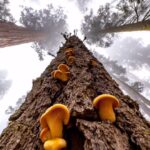 Chris Burkard Instagram - I shared this image a few months ago and noticed a lot of speculation in the comments about whether or not the mushrooms on the tree were real or had been photoshopped in… so I thought I’d share the iPhone clip (a bit unsaturated due to overcast skies) so everyone could see the natural moment and that these mushrooms are in fact, real. I don’t know what kind they are but I thought they were beautiful growing on the side of this giant sequoia last fall on assignment for @natgeo documenting Sequoia & Kings Canyon National Park. As much as social media is a gift for sharing the world and inspiring each other with experiences or thoughts, I also think it can be a complex place where assumptions & opinions are offered as facts instead of checking with the source or maybe consulting a professional… my hope is always to keep things as real and natural as possible - sharing unadulterated scenes from the earth that inspire positivity & adventure to those who view them.