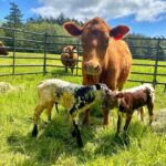 Chris Pratt Instagram - Meanwhile, at #StillwaterRanch our gorgeous Marge surprised us with not one but two babies!!! Twins happen about one in a hundred times. Very special!