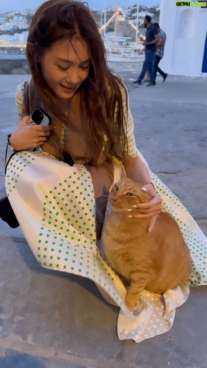 Chrissie Chau Instagram - 海島我碰上的貓🐈 😼條裙好好玩 #mykonos #mykonosgreece #island #greece #貓島 #處處是貓 #處處有驚喜 #貓星人 #好肥呀你
