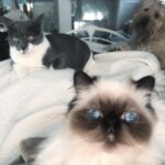 Christine McConnell Instagram – They are struggling with the concept of Social Distancing 🤔