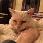 Christine McConnell Instagram – Archimedes today vs. the day he was brought home…
He snuggles all night, sleeps all day and seems so happy. 
I love him very much ♥️