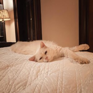 Christine McConnell Instagram - Meet Archimedes! ✨❤️✨

About a month ago I went to the Herkimer County Humane Society looking to find an older furry friend to adopt. Initially he didn’t stand out, but after meeting everyone, something about him just seemed right.

When I mentioned him to the girl at reception, she said he had fallen on hard times, had required eye surgery when they got him and that no one had asked about him since he arrived several months earlier.

He is now safely in his forever home, making fast friends and getting ready for his first Halloween in this new chapter of his life! 
🍂🎃🍂