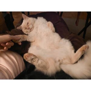 Christine McConnell Instagram - Meet Archimedes! ✨❤️✨

About a month ago I went to the Herkimer County Humane Society looking to find an older furry friend to adopt. Initially he didn’t stand out, but after meeting everyone, something about him just seemed right.

When I mentioned him to the girl at reception, she said he had fallen on hard times, had required eye surgery when they got him and that no one had asked about him since he arrived several months earlier.

He is now safely in his forever home, making fast friends and getting ready for his first Halloween in this new chapter of his life! 
🍂🎃🍂