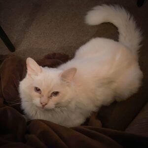 Christine McConnell Instagram - Meet Archimedes! ✨❤️✨

About a month ago I went to the Herkimer County Humane Society looking to find an older furry friend to adopt. Initially he didn’t stand out, but after meeting everyone, something about him just seemed right.

When I mentioned him to the girl at reception, she said he had fallen on hard times, had required eye surgery when they got him and that no one had asked about him since he arrived several months earlier.

He is now safely in his forever home, making fast friends and getting ready for his first Halloween in this new chapter of his life! 
🍂🎃🍂