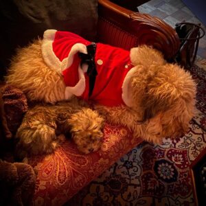 Christine McConnell Instagram - Merry Christmas! ✨🎄✨