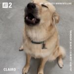 Clairo Instagram – @nts_radio tomorrow 2pm LA / 5pm EST / 10pm BST 🎤🦮🎶