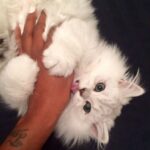 Cleopatra Bernard Instagram – Happy birthday to my puss, l luv you 😌
