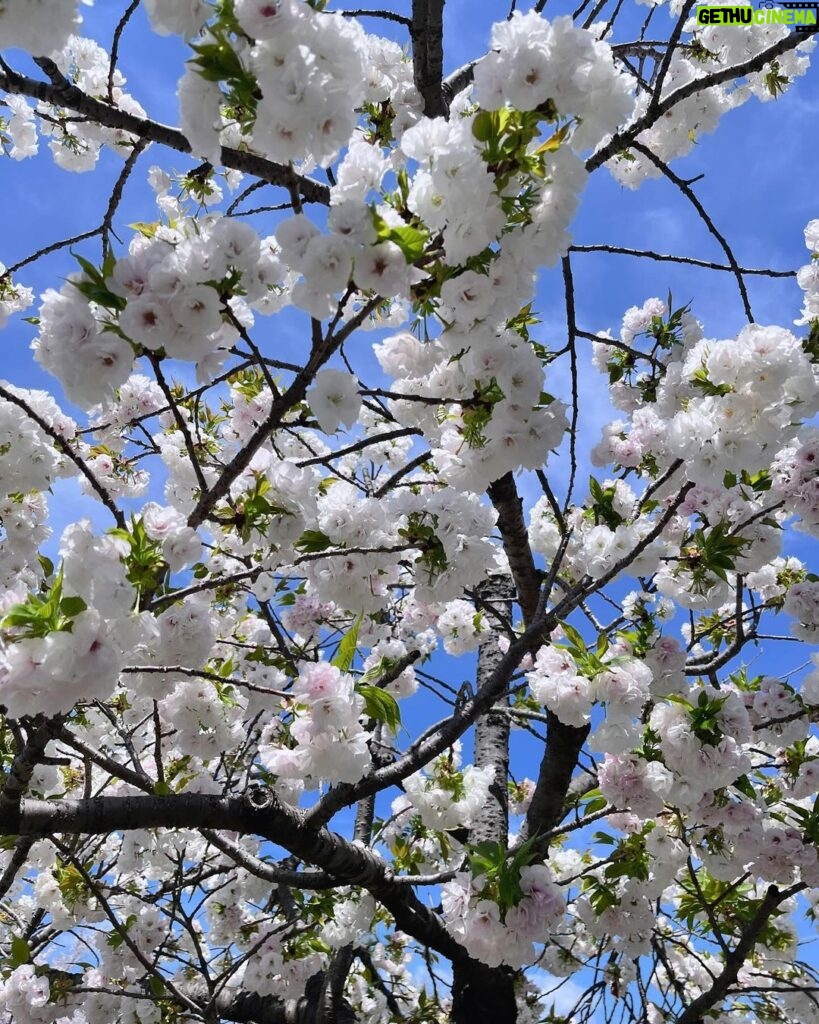 Cocomi Instagram - Kyoto✨🌸眩しかったー