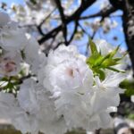 Cocomi Instagram - Kyoto✨🌸眩しかったー