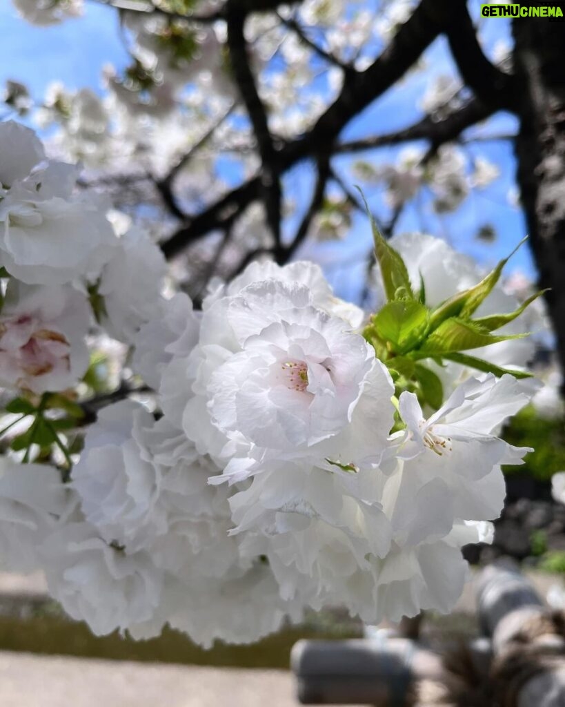 Cocomi Instagram - Kyoto✨🌸眩しかったー