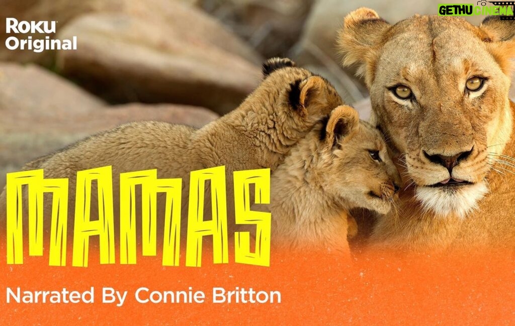 Connie Britton Instagram - So proud to present #Mamas on @therokuchannel, which I produced and narrated. But the stars of this beautiful show are the fierce, brilliant matriarchs of the animal kingdom and their babies whom they’ll stop at nothing to protect. Sound familiar? Just in time for Mother’s Day. Stream it free on May 6 on @therokuchannel! Trailer link in bio.