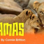 Connie Britton Instagram – So proud to present #Mamas on @therokuchannel, which I produced and narrated. But the stars of this beautiful show are the fierce, brilliant matriarchs of the animal kingdom and their babies whom they’ll stop at nothing to protect. Sound familiar? Just in time for Mother’s Day. Stream it free on May 6 on @therokuchannel! Trailer link in bio.