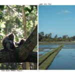Dafne Keen Instagram - Bali photo journal