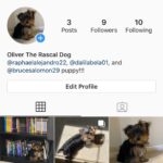 Dalila Bela Instagram - Hey guys!!! I just wanted to let you all know that @raphaelalejandro22, @brucesalomon29, and I’s puppy Oliver now has an Instagram account!!! His account is @ollie.elguapo!!! Go follow him!!! #puppylove