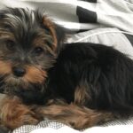 Dalila Bela Instagram - Meet Oliver (aka Ollie), my family and I’s new Yorkshire Terrier puppy!!!! He’s mischievous, adorable, and I love him very much!!!!