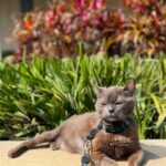 Dani Moreno Instagram - Feliz, alegre, forte, amor, sorte e MILAGRE!! Meu Rabisco de gato! Dia de sol no Rildy, finalmente!!