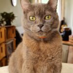 Dani Moreno Instagram - Meu milagre partiu… Minha alma gêmea em forma de felino lutou até o fim. Deus, cuida desse cara aí por mim. Ele ama colo, passeios e piscina, e é o mocinho mais doce do planeta…