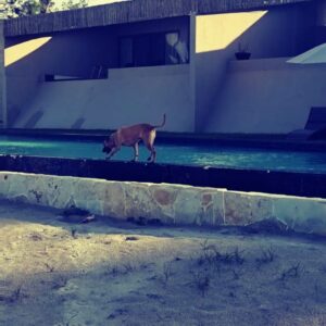 Daniela Luján Instagram - En año y medio que tiene #Pancetta con nosotros por fin hemos viajado a la playa y está desataaaadaaaa! Te amo mucho perrita de amor. 
.
.
@royalcaninmexico