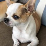 Daniela Nicolás Instagram - ¡Feliz cumpleaños @milo.taquito ! 😍♥️ Hoy, hace 9 años nació este ratoncito que lleva todo este tiempo alegrándome la vida. Llegó de sorpresa, mis papás me lo regalaron para mi cumpleaños, al poco tiempo de haber perdido a Simón, mi perrito. Yo no quería, tenía mucha pena, pero lo vi y fue amor a primera vista. Desde ese día no nos separamos más ♥️ hemos viajado juntos, dormimos acurrucados, le gusta que le rasque la guatita, cuando estoy triste se pega y no se levanta hasta que estoy mejor, se enoja si me demoro mucho en la ducha, tiene ladridos especiales para acusar a la perrita de mis papás cuando lo molesta, cuando quiere más comida, cuando se pica, etc. y así por 9 años 😍 y espero que sigamos muchos años más juntos coleccionando momentos Milito lindo, mi compañero fiel que amo con todo mi corazón ♥️ PD: la segunda foto es el día que me lo regalaron, era para derretirse ♥️
