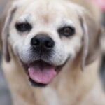 Daniella Salvi Instagram - My sweetie Coco ❤️ You were with us 16 beautiful years since I was 8 years old. This is so hard for me, I wish you were still here Coco :( I couldn’t leave a room without you looking for me and barking for me to come back to you and hold you. Our love was beyond words. It was pure, it was innocent and it made me who I am today. I love you forever my babyboy. Thank you for being the amazing baby you were to me. Now you can rest with your brother Sparky in heaven. My forever angels ❤️ I can’t thank you both enough for growing up with me. I miss you forever ♾️